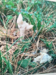 Clavulina rugosa