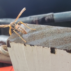 Polistes dorsalis dorsalis