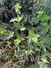 Mirabilis nyctaginea