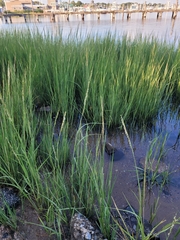 Sporobolus alterniflorus