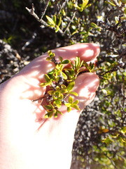 Coprosma pseudocuneata