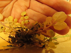 Cardamine hirsuta