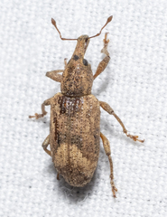 Listronotus appendiculatus