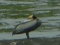 Pelecanus thagus