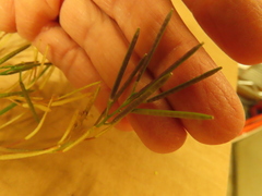 Cardamine hirsuta