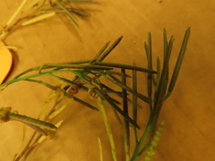 Cardamine hirsuta