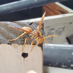 Polistes dorsalis dorsalis