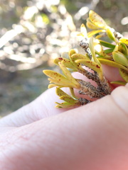 Coprosma pseudocuneata
