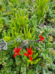 Pelargonium fulgidum