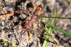 Myrmecia nigriscapa