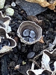 Cyathus olla