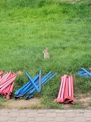 Sylvilagus floridanus