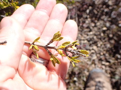Coprosma pseudocuneata