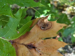 Callirhytis pigra