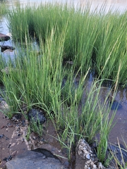 Sporobolus alterniflorus