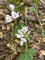 Lespedeza