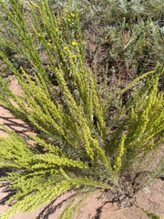 Artemisia biennis