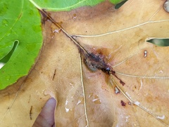 Callirhytis pigra