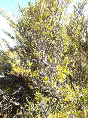 Coprosma pseudocuneata