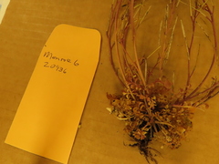 Cardamine hirsuta