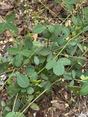 Lespedeza
