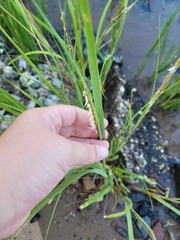 Sporobolus alterniflorus