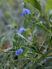 Commelina diffusa