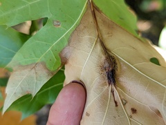 Callirhytis pigra