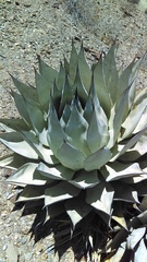 Agave sebastiana