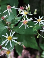 Eurybia divaricata