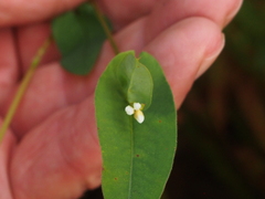 Persicaria sagittata