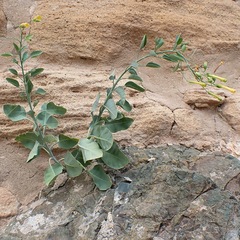 Nicotiana glauca