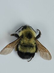 Bombus vagans