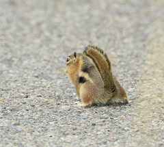 Callospermophilus lateralis