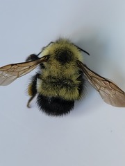 Bombus vagans