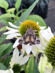 Autographa