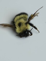 Bombus vagans