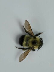 Bombus vagans