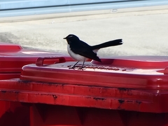 Rhipidura leucophrys