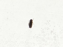 Planicephalus flavocostatus