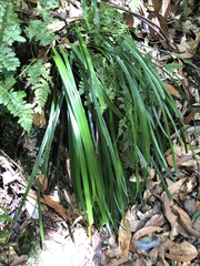 Haplopteris flexuosa
