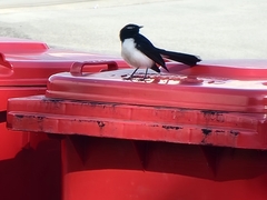 Rhipidura leucophrys