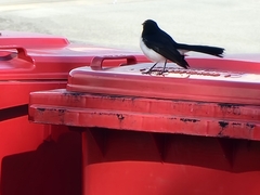 Rhipidura leucophrys