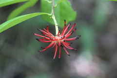 Annonaceae