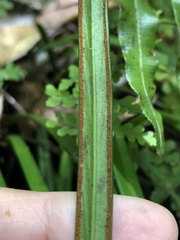 Haplopteris flexuosa