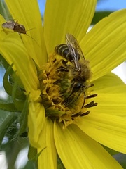 Andrena helianthi