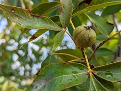 Carya glabra