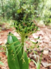 Malaxis brachyrrhynchos