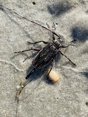 Acanthocinus nodosus