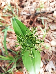 Malaxis brachyrrhynchos